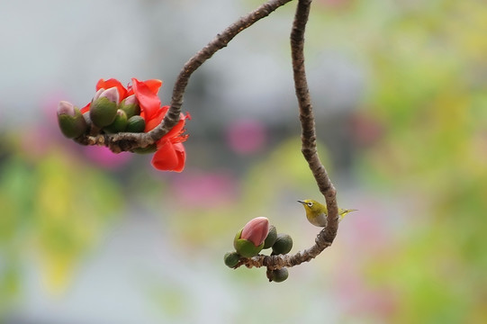 红棉花鸟图