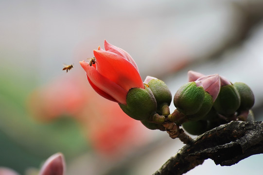 红棉花