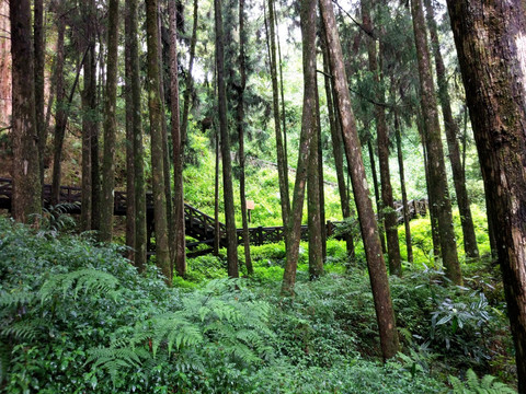 阿里山侩树林