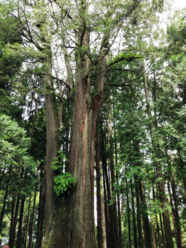 阿里山侩树林