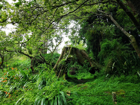 阿里山古树