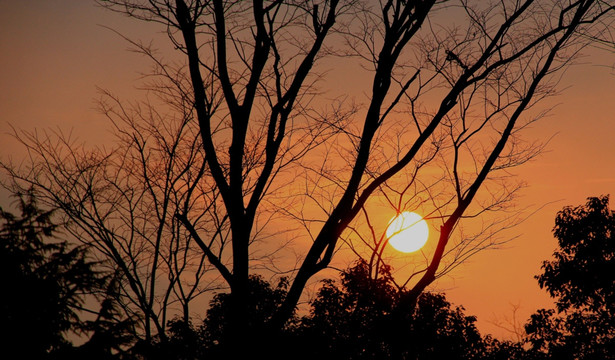 树枝树杈黄昏夕阳落日
