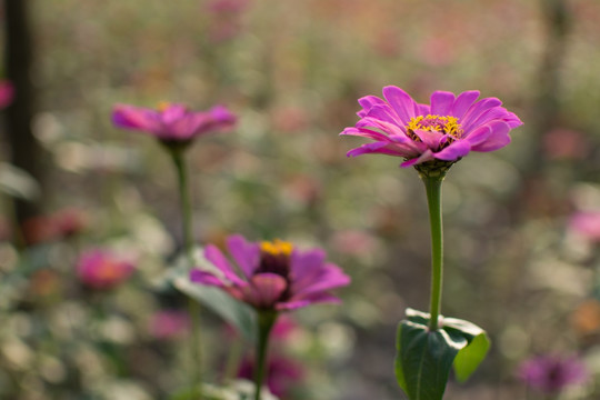 菊