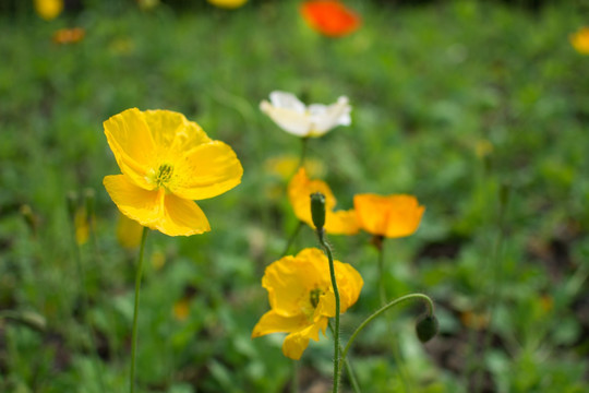 花
