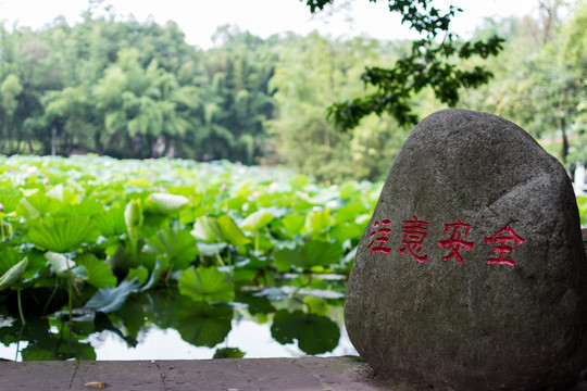 荷塘