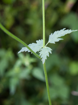 异叶茴芹