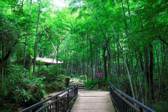 竹林