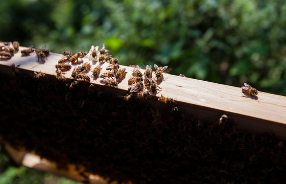 蜂巢 蜜蜂