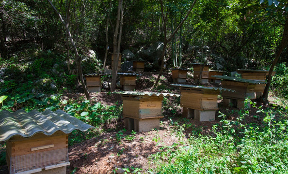 养蜂场  蜜蜂 蜂箱