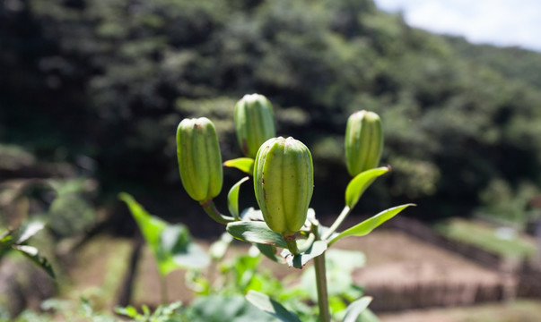 百合花