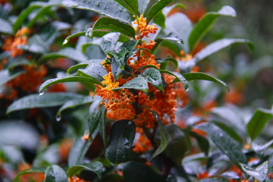 桂花 桂花树
