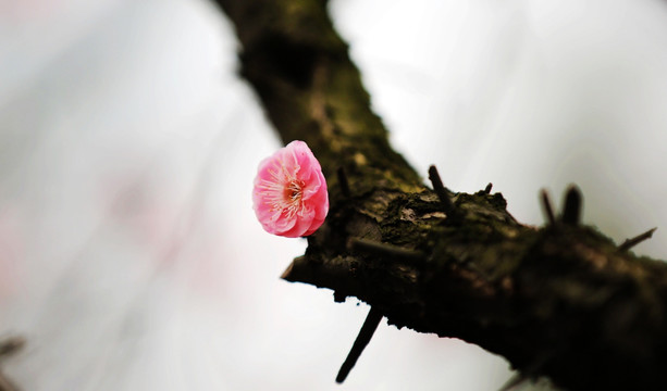 梅香时节