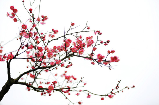 梅香时节