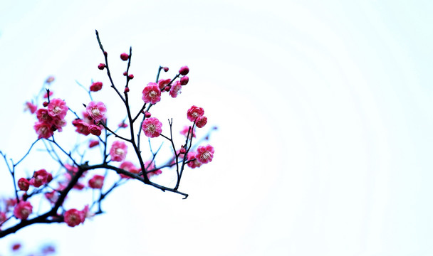 梅香时节