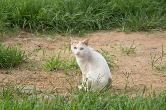 小野猫