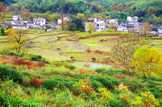 塔川秋色 田园风光 高清大图