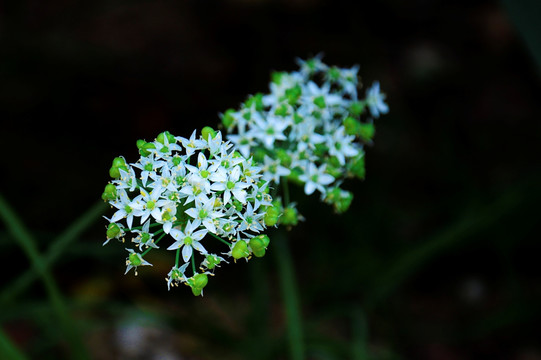 韭菜花