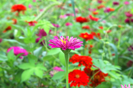 洋甘菊
