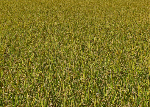 丰收 水稻成熟