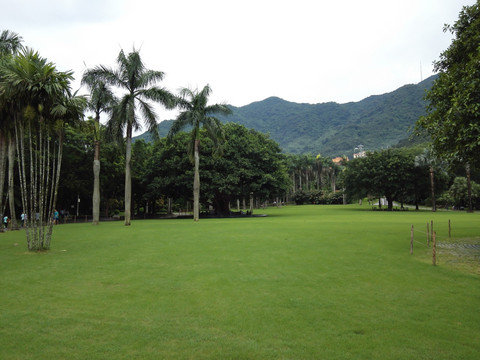 草坪 草地 绿色草坪