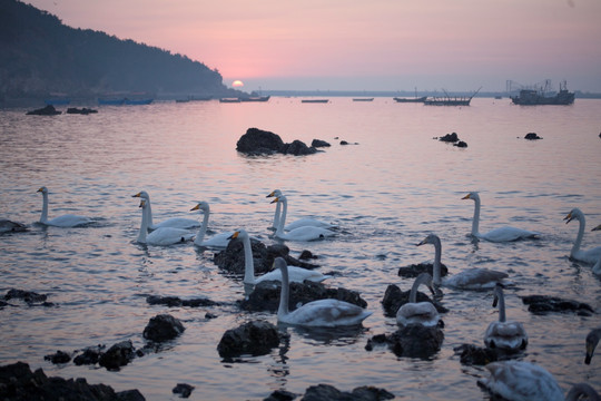 夕阳下的天鹅 鸟类 荣成