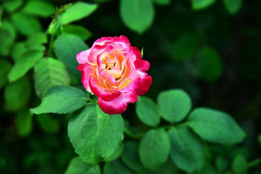 月季花