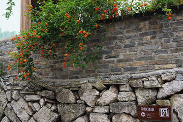 青岩古镇 墙上的花