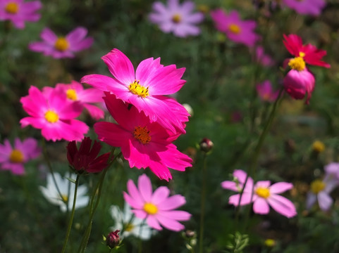格桑花