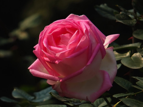 玫瑰花