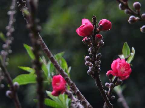 桃花