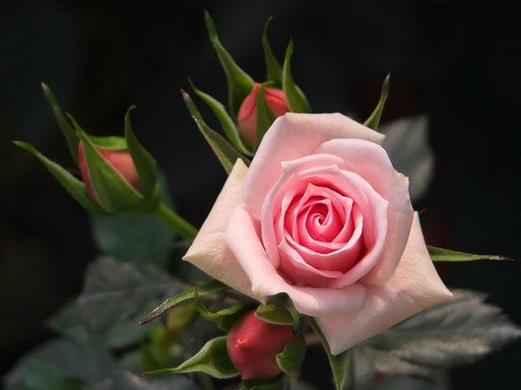 玫瑰花