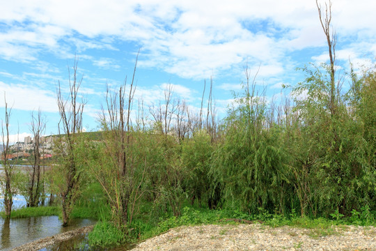 大理 玉白菜湿地公园 湿地风光