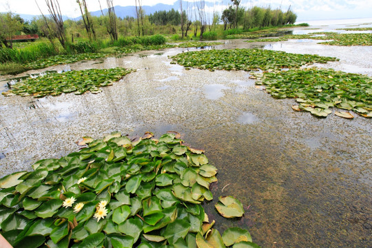 玉白菜湿地公园 湿地风光