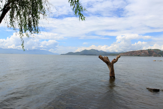 云南大理 洱海 树干