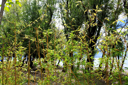 大理玉白菜湿地公园 竹子