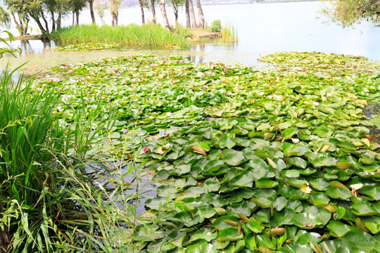 玉白菜湿地公园 湿地风光