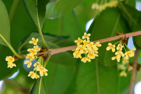 桂花 金桂特写