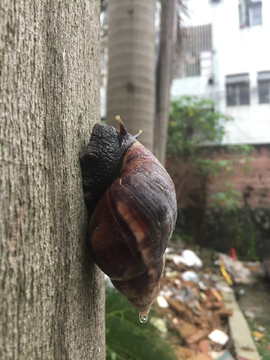 大蜗牛