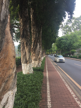 公路绿化带