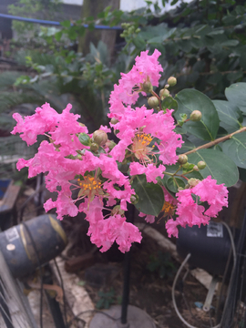 花卉