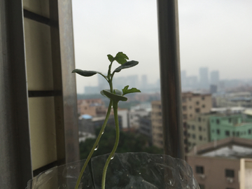 嫩牙