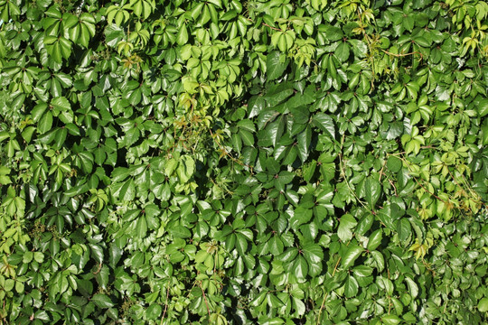 爬山虎 植物墙 野藤 滕蔓