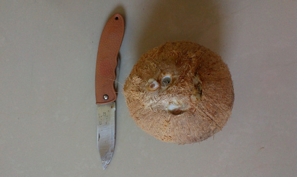 椰子和小刀