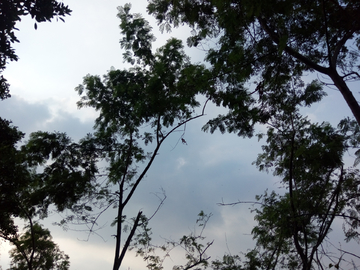 树影天空