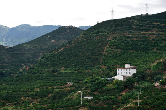 柑橘种植地