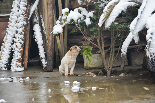 中华田园幼犬