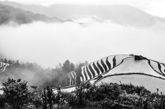 意境黑白梯田