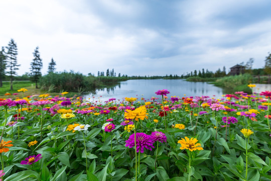 百日菊