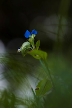 野花 兰花草