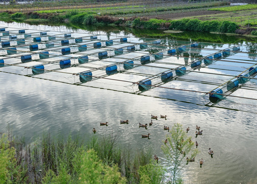 网箱养鱼生态循环养殖